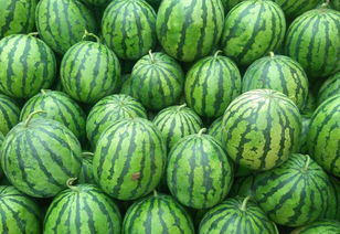 探索629黑瓜吃料网——您的美食探索之旅从这里开始